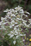 Whiteleaf mountainmint